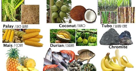 5 halimbawa ng likas na yaman ng ncr|Likas na Yaman ng Pilipinas: Mga Produkto at Hanapbuhay na .